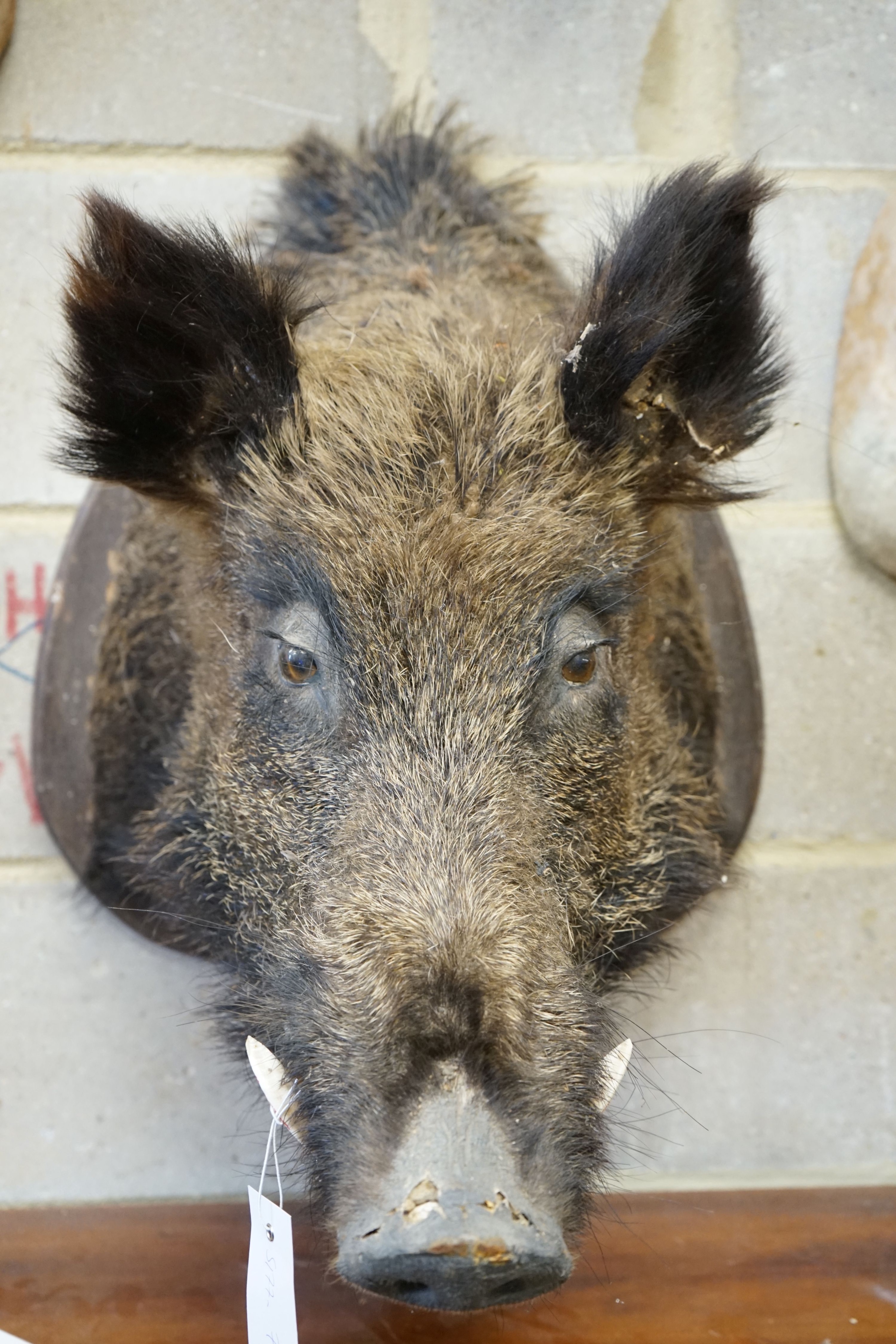 Taxidermy: A shield mounted taxidermy boar’s mask, projects approximately 58 cm